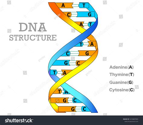 Dna Structure Model 