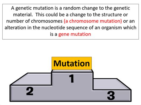 Variation In Phenotype OCR A Level Biology Teaching Resources