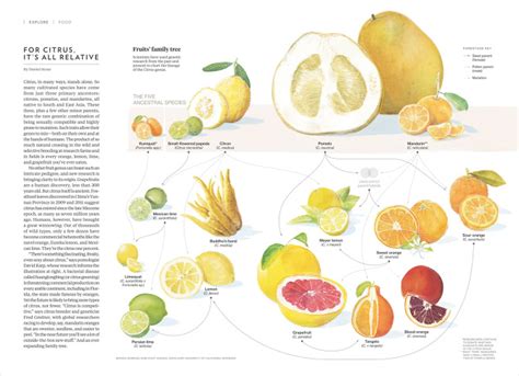 The Citrus Family - monica candela