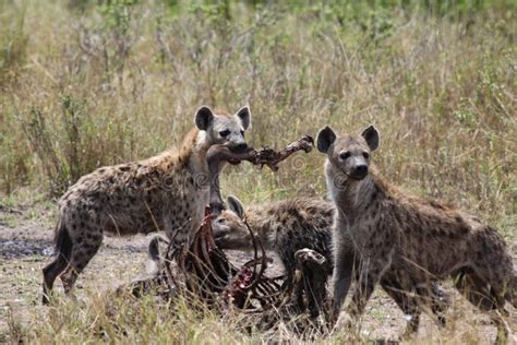 Hyenas Are Eating Dead Animal Stock Image - Image of nocturnal, feeding