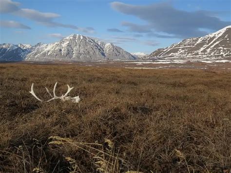 Caribou antler in tundra by NPS | FWS.gov