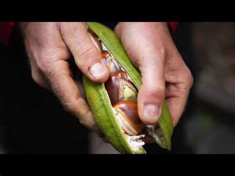 Black Bean Castanospermum Australe Youtube