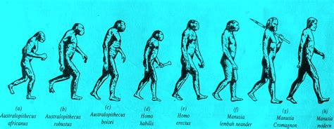 Manusia Purba Persebaran Jenis Fosil Sejarah Kehidupan Dan Ciri Ciri