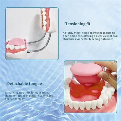 2X Teeth Mouth Model 6X Enlarged With Metal Hinge Complete Set Teeth