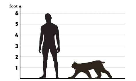 Bobcat Size Comparison: How Big Are Bobcats?