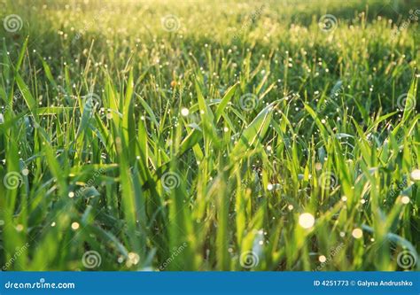 Wet Grass Stock Image Image Of Green Garden Field Drops 4251773