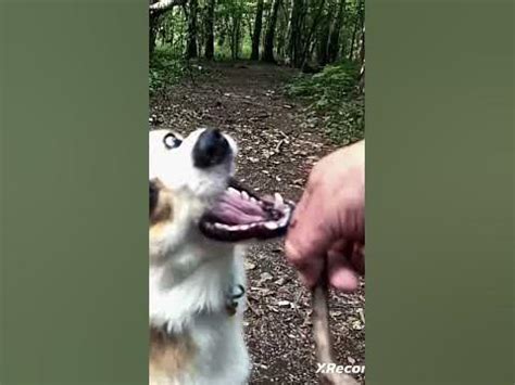 собака кусака - YouTube