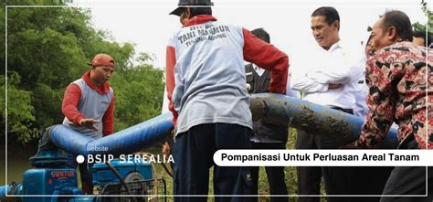 Berita BSIP Serealia Program Pompanisasi Untuk Perluasan Areal Tanam