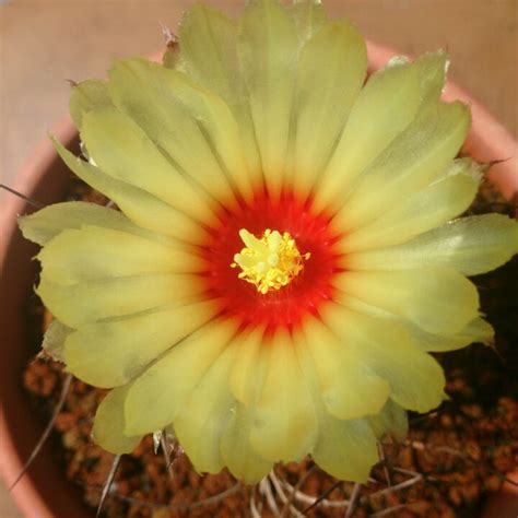 Flor Astrophytum Capricorne