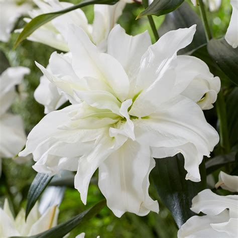 Lily Double Oriental Roselily Editha 5 Bulbs Longfield Gardens