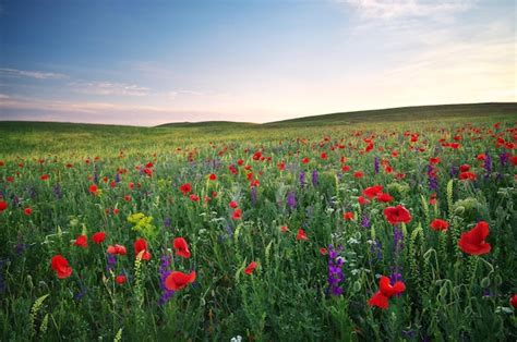 Premium Photo | Meadow of lavender.