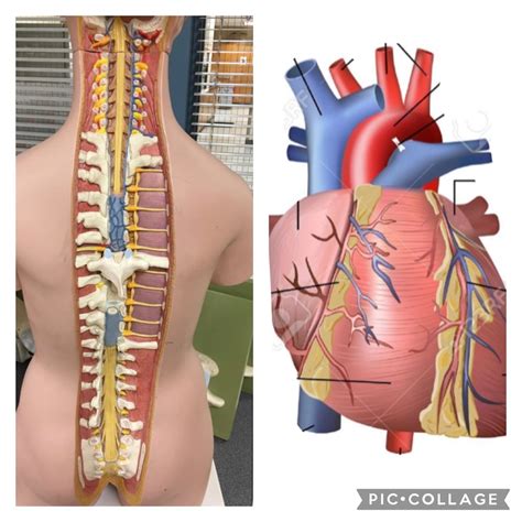 Torso Model Pt 8 Diagram Quizlet