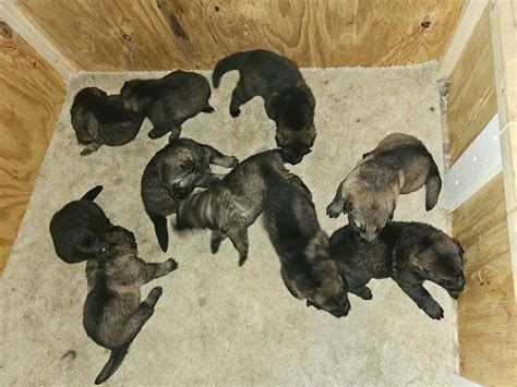 AKC German Shepherd puppies | PetClassifieds.com