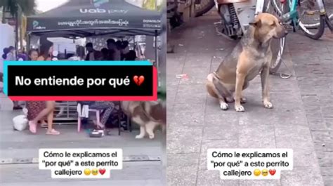 Perrito se hace viral por poner carita triste veía a lomitos con amo