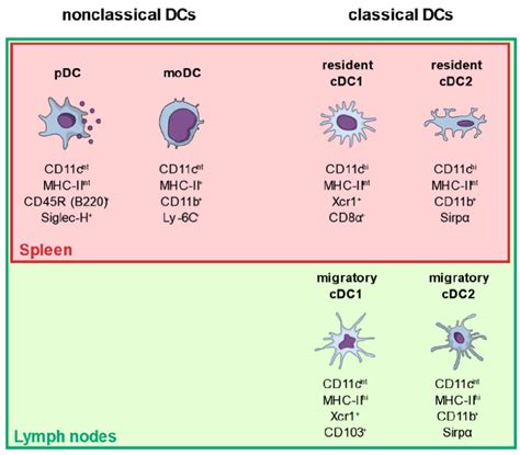 Dendritic cell classes and common surface markers used for... | Download Scientific Diagram