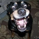 Excited dog Meme Generator - Imgflip