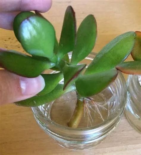 Water Propagation For Succulents A How To Guide Succulent Plant Care