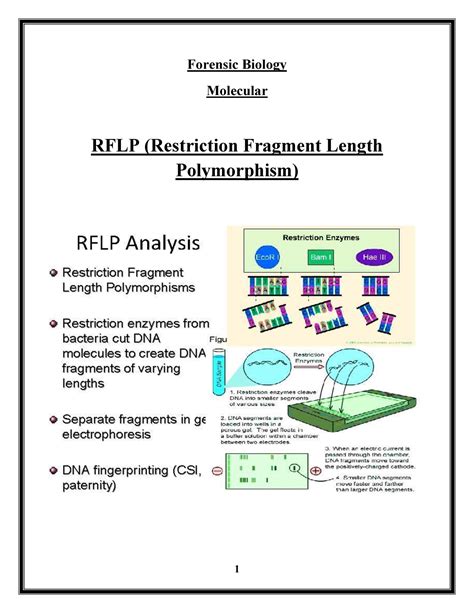 Detailed Study Of Rflp Restriction Fragment Length Polymorphism With