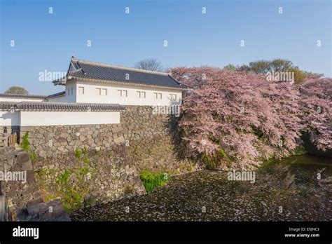 Yamagata Castle and Cherry Blossoms in Japan Stock Photo - Alamy