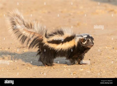 Striped Polecat Fotografías E Imágenes De Alta Resolución Alamy