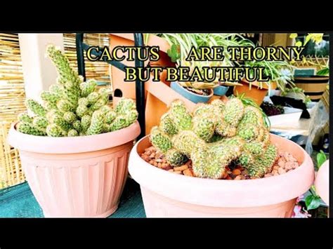 HOW TO REPOT GROWING CACTUS SAFELY Protect Your Hands From Being