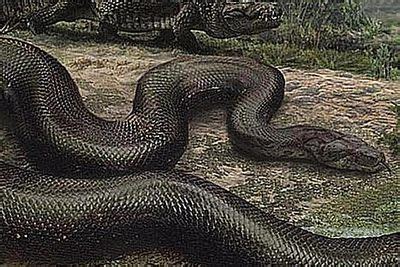 All About Titanoboa A 50 Foot 2 000 Pound Snake