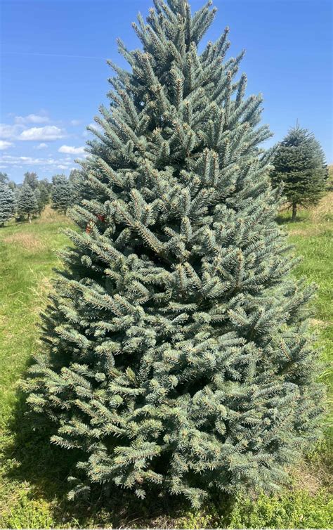 christmas tree blue spruce 4
