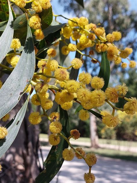 021 Golden Wattle Acacia Pycnantha Mount Crawford South Flickr