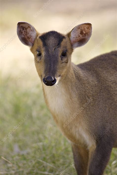 Reeves Muntjac Deer Stock Image Z9520209 Science Photo Library