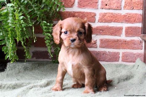 Cockalier Puppies For Sale | Greenfield Puppies