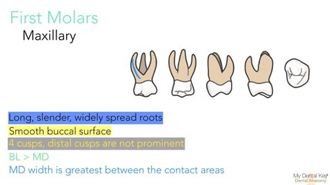 Pediatric Dental Anatomy My Dental Key