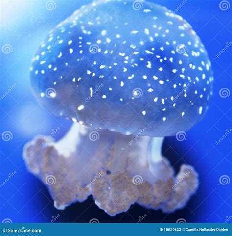 Jellyfish close-up. stock image. Image of blue, dive - 18020823