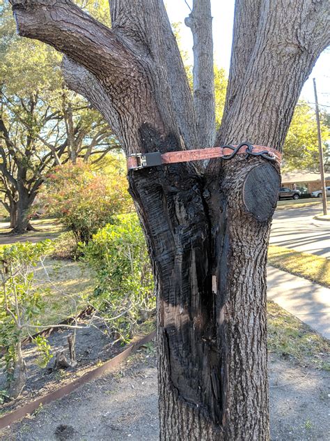My neighbors tree was struck by lightning, glad to see him trying to