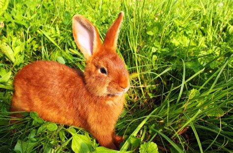 New Zealand Red Rabbit Information and Pictures - PetGuide | PetGuide