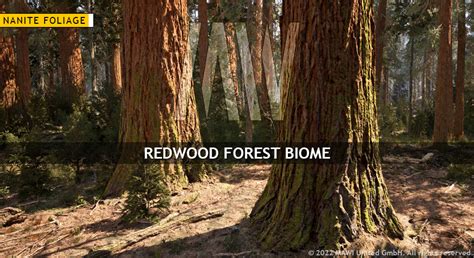 MW Redwood Forest Trees Biome in Environments - UE Marketplace