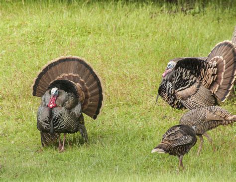 Turkey Hunting Tips | West Canyon Ranch