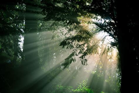 1360x768px | free download | HD wallpaper: trees, glares, rays, god rays, mist, forest, nikon ...