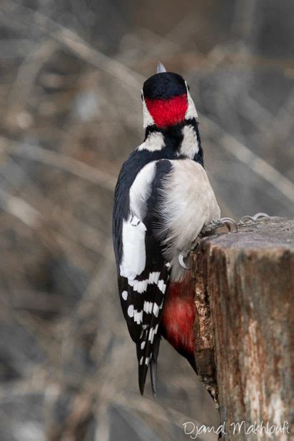 Pic Peiche Dendrocopos Major M Le Et Femelle