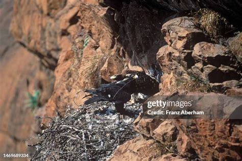 404 Eagles Nest Wilderness Stock Photos, High-Res Pictures, and Images ...