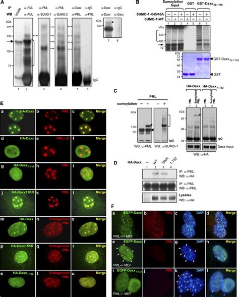 Role Of Sumo Interacting Motif In Daxx Sumo Modification Subnuclear