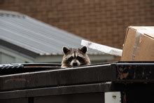 Close-up Of Raccoon Face Free Stock Photo - Public Domain Pictures