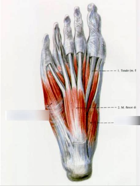 Muscles of the foot Diagram | Quizlet