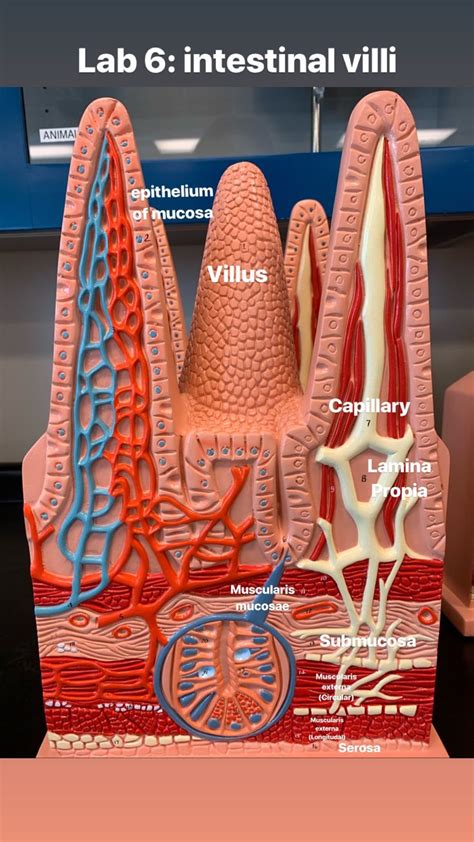 Digestive System Model Of Villi Small Intestine Medical Anatomy