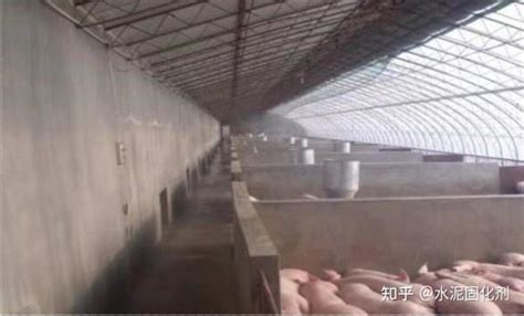 【养猪场猪舍建设中的防疫与猪舍环境】养猪场猪舍建设中的防疫与猪舍环境是一种什么关系呢？ 知乎