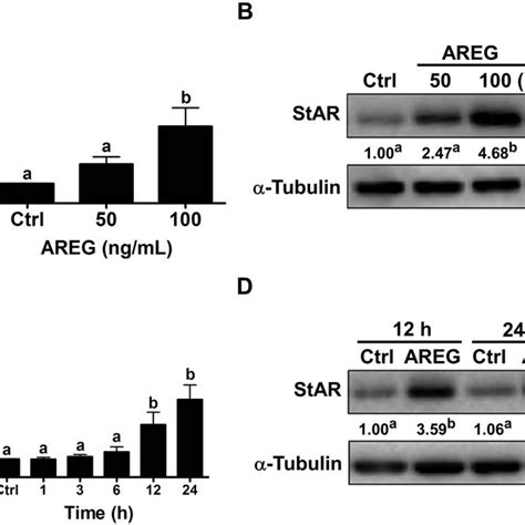 Areg Levels In The Follicular Fluid Are Positively Correlated With