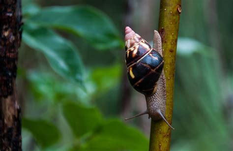 Free Images Nature Branch Leaf Flower Wildlife Green Jungle