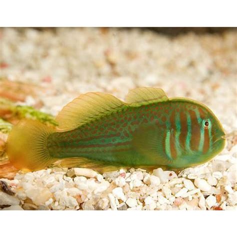 Clown Green Goby | Affordable Aquaria