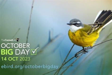 Octubre Big Day Cuáles son las rutas de observación de aves en Perú