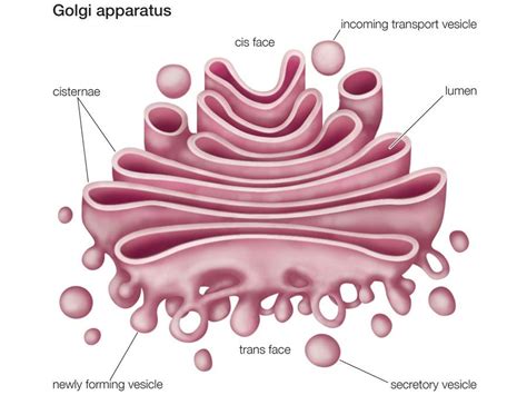 Golgi Apparatus Models Protein Movement Britannica