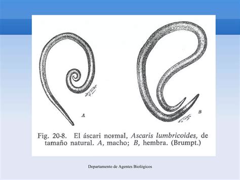 4 Ascaris Lumbricoides Ppt